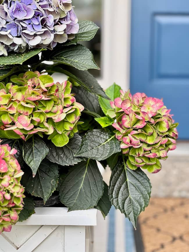 Affordable Small Front Porch Decor Ideas for Fall -- hydrangeas in a flower box.