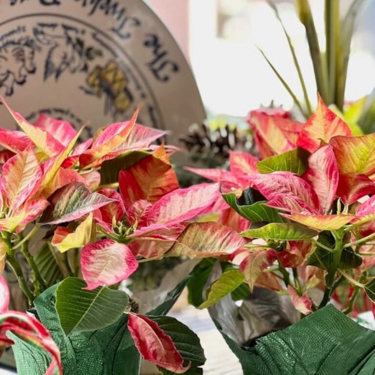 Vibrant pink and green poinsettias with variegated leaves are displayed indoors, offering a perfect tip on how to get ready for Christmas in advance. A decorated circular plate and other decorative items serve as a backdrop, creating a festive atmosphere.