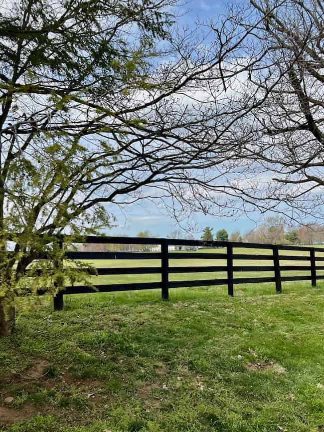 horse farm between Midway, Kentucky and Versailles, Kentucky