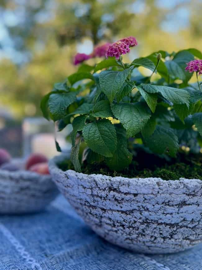 A textured DIY cement planter bowl filled with green leafy plants topped with small pink and yellow flowers sits on a table. In the background, a bowl contains several peaches. The background is blurred, suggesting an outdoor setting with greenery.