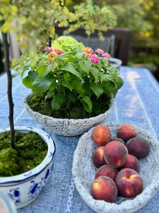 A table set with a potted flowering plant, a small tree in DIY cement planter bowls, and a bowl of peaches. The plant and tree are in pots covered with moss, while the peaches rest in a rustic-looking, woven bowl. The table is adorned with a blue tablecloth featuring a subtle pattern.