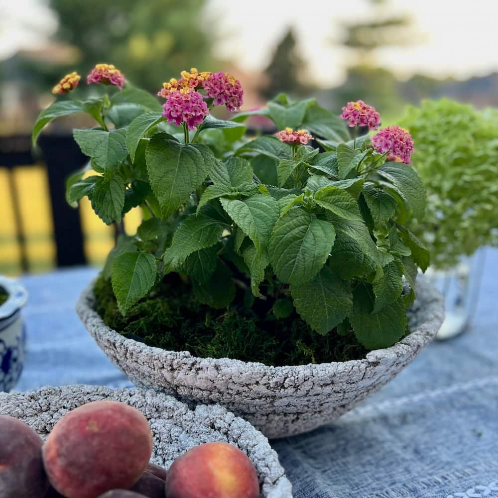 A textured DIY cement planter bowl filled with green leafy plants topped with small pink and yellow flowers sits on a table. In the foreground, a bowl contains several peaches. The background is blurred, suggesting an outdoor setting with greenery.