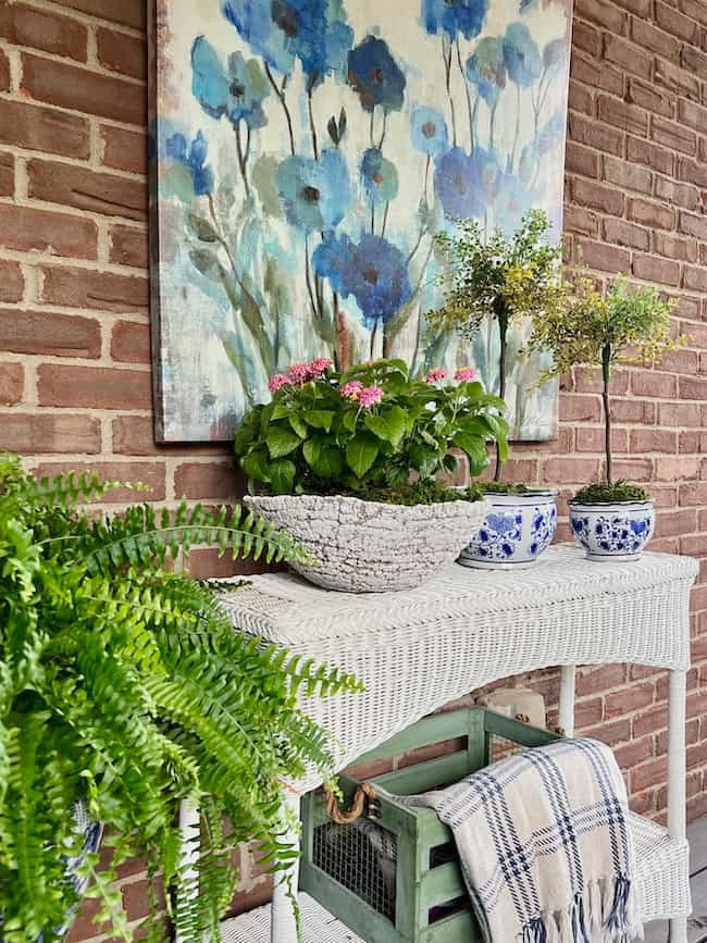 Topiaries in blue and white pots with potted plant on wicker table on screened porch.