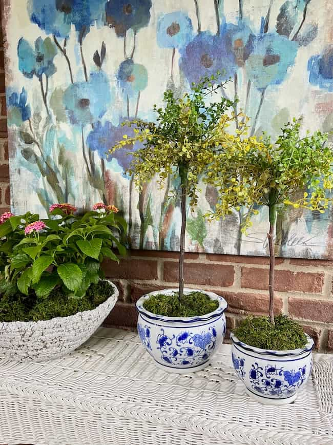 Topiaries in blue and white pots with potted plant on wicker table on screened porch.