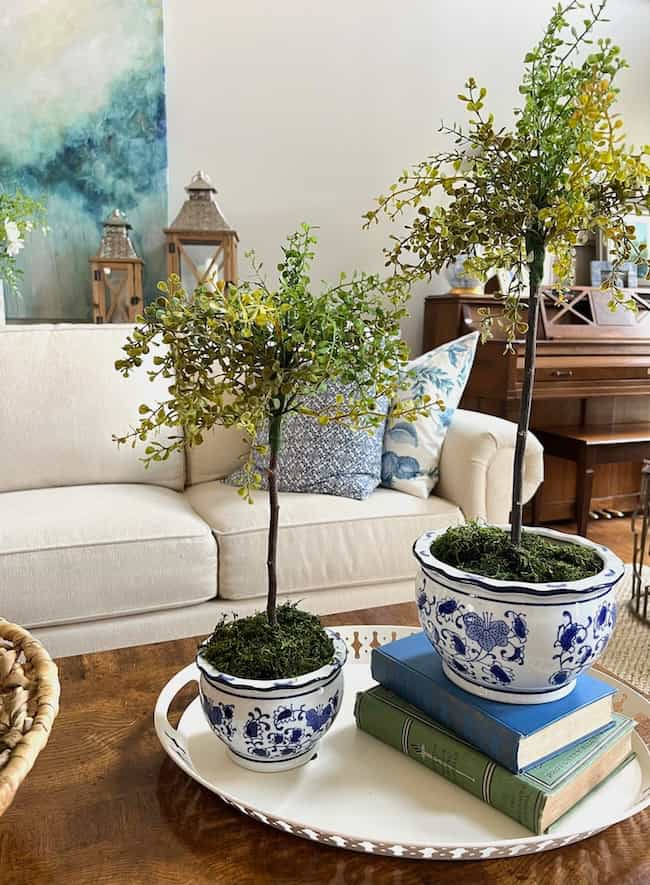 Pair of topiaries in blue and white pots on a coffee table.