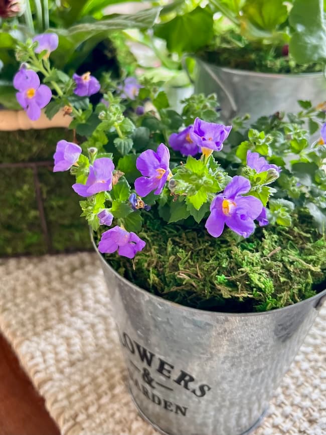 Flower bucket with purple flowers