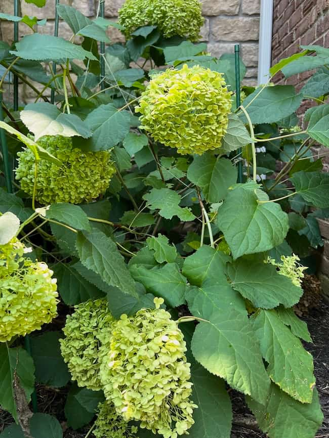 A green hydrangea plant with several large spherical flower clusters blooms against a backdrop of brick and stone walls. The vibrant green leaves are plentiful, surrounding the clusters and filling the space with lush foliage, perfect for hydrangea-inspired colors to brighten up your space.