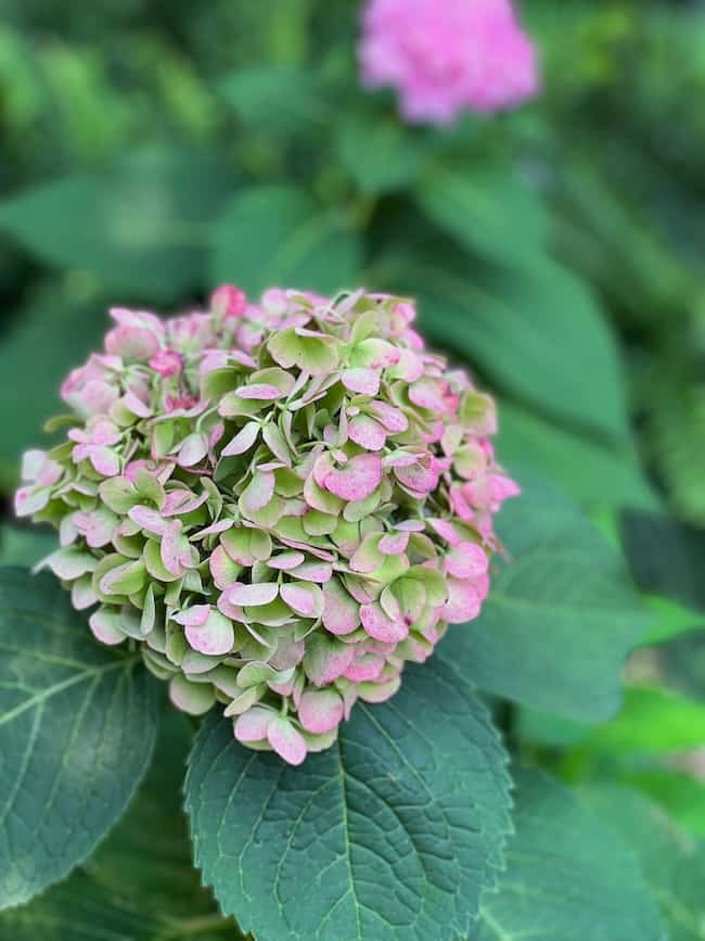 A close-up of a pink and green hydrangea bloom with lush green leaves in the background, showcasing hydrangea-inspired colors. Another hydrangea is visible in the blurred background, perfect to brighten up your space for end-of-summer decorating.