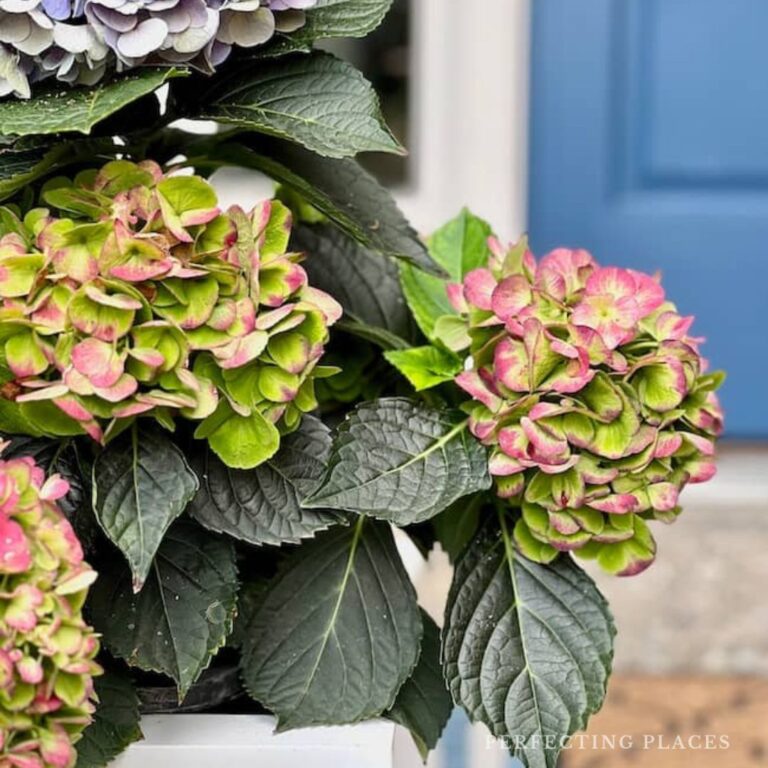 Close-up of a hydrangea plant with clusters of greenish-pink and blue flowers, surrounded by dark green leaves. The plant is in a white planter. In the background, a blue door can partially be seen, adding a touch of charm to the scene reminiscent of Seven on Saturday.