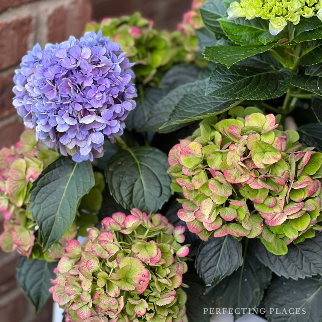 Close-up of a hydrangea plant with clusters of blossoms in various stages of bloom. A fully bloomed purple cluster is prominent, surrounded by pink and green blooms. The plant's large green leaves add contrast. "7/3/24" and "Perfecting Places" are written in the bottom right corner.