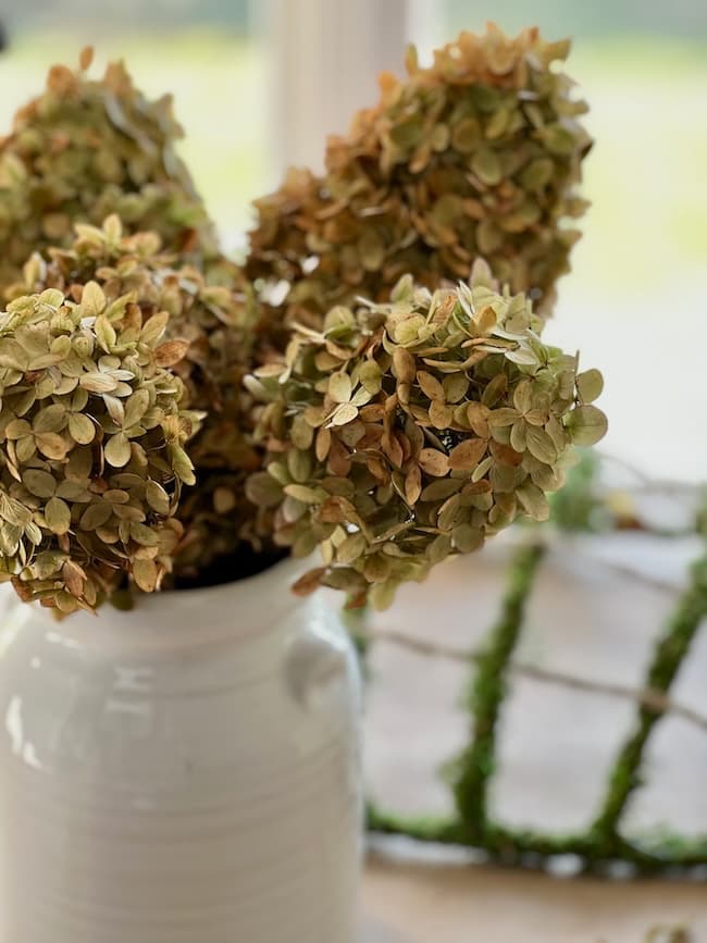 A close-up of a white ceramic pitcher filled with dried hydrangeas. The flowers, in muted shades of brown and green, create a rustic and natural appearance reminiscent of a Dollar Tree pumpkin wreath DIY. The background is softly blurred, highlighting the texture and details of the hydrangeas.