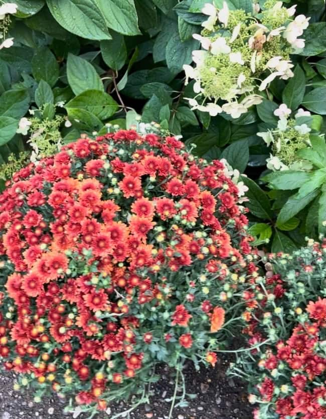 A large bush of vibrant red flowers surrounded by lush green foliage, with a cluster of white blooms in the background, creates a picturesque scene. The densely packed red flowers cover the bush, offering a striking contrast with the greenery—a perfect Seven on Saturday showcase for 9/28/24.