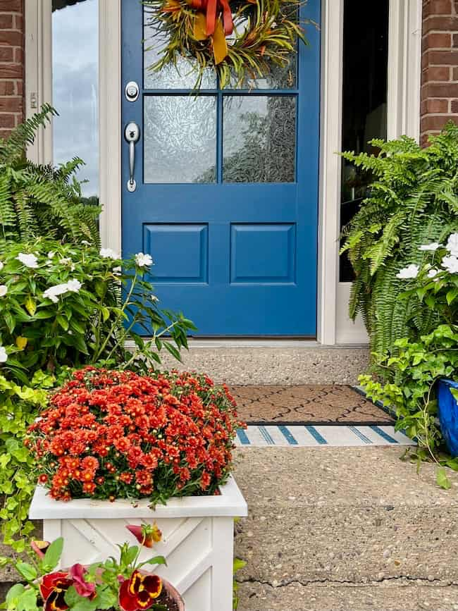 A blue front door with an easy fall wreath DIY, accompanied by potted plants and flowers on either side of the steps. A white planter with red flowers sits at the bottom of the stairs, alongside lush green ferns and white blossoms.