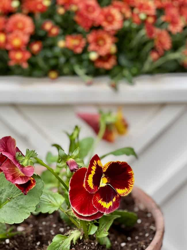 A close-up of vibrant red and yellow pansies in the foreground, planted in a brown pot. In the background, there is a planter filled with orange and yellow flowers against a white wooden structure, slightly out of focus—perfect inspiration for an easy fall wreath DIY.