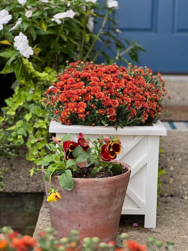 A vibrant garden scene featuring a red chrysanthemum in a white planter atop a concrete step, and a terracotta pot holding yellow and maroon pansies. Green foliage and white flowers are visible in the background, while an easy fall wreath DIY adorns the blue door, providing a contrasting backdrop.