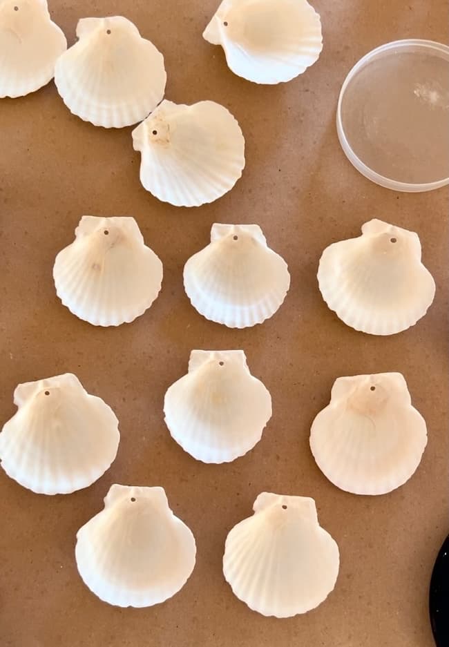 A collection of white scallop shells arranged on a brown surface, perfect for crafting Seashell Christmas Ornaments. Nearby, a small round plastic container holds supplies for your next holiday craft project.