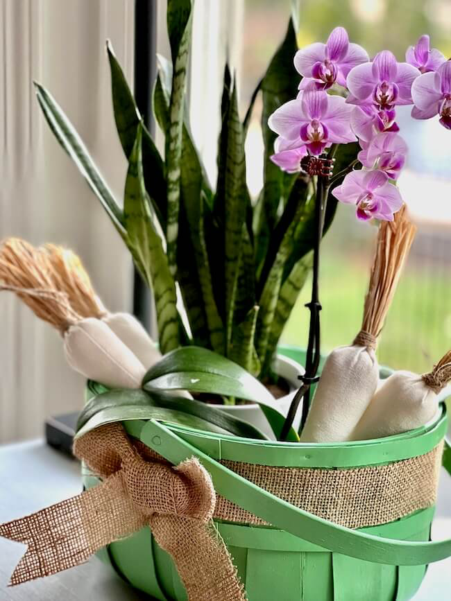 A green basket containing a snake plant and blooming pink orchids is decorated with a burlap ribbon and bow. The basket is placed by a window, with sunlight illuminating the plants, and includes ornamental items resembling autumn cornstalks.