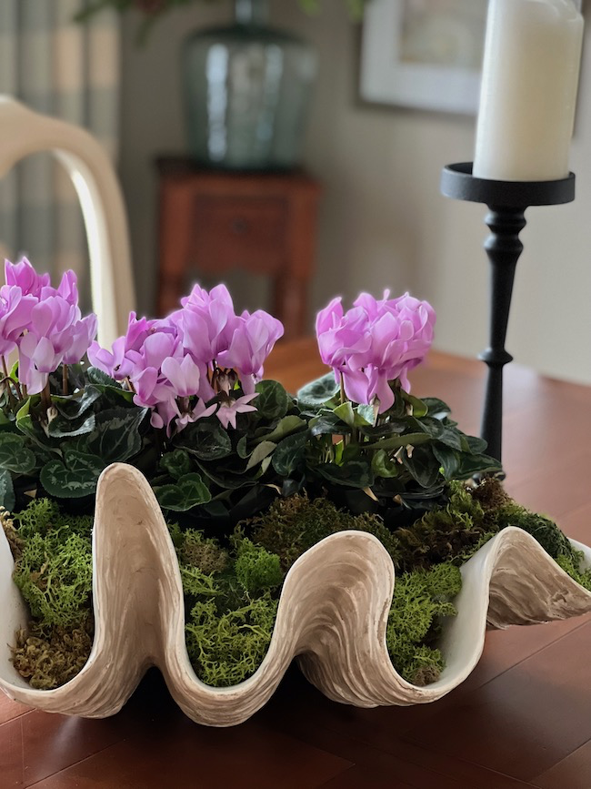 A large clam shell-shaped planter filled with vibrant pink cyclamen flowers and lush green moss sits on a wooden table. In the background, there's a wooden chair, a small table with a vase, and a tall black candleholder.