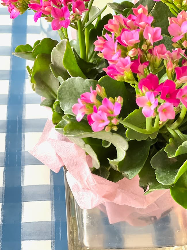 A close-up of small pink flowers with green leaves in a clear vase lined with pink tissue paper. The background features a blue and white checkered pattern.