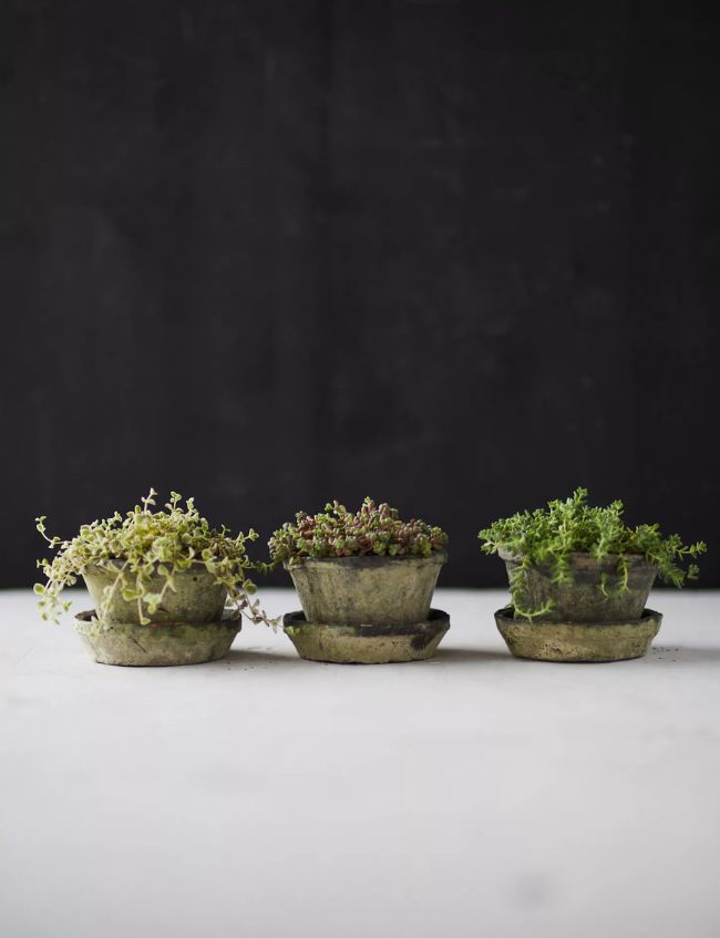 Three small potted plants with green foliage are arranged in a row on a white surface against a dark, plain background. The weathered pots and saucers showcase rustic charm—one of our top picks for the Terrain Sale.