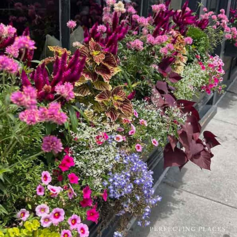 A vibrant window box overflowing with pink, purple, and blue flowers, leafy green and burgundy foliage adds a touch of Fall charm against a black window frame on a sunny day.