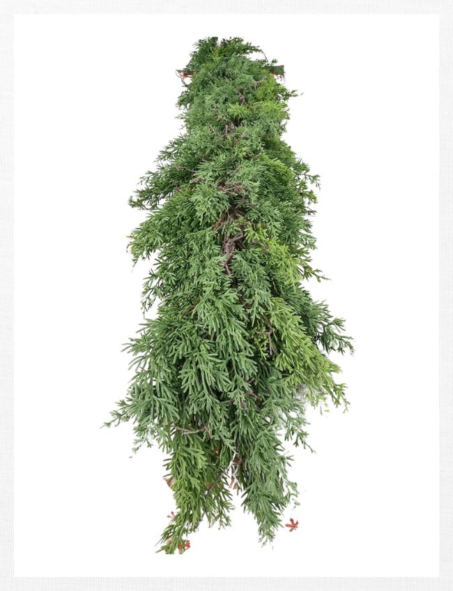 A large, green bundle of leafy cedar branches hangs vertically against a white background—perfect weekend inspiration for those who love bringing the outdoors in.