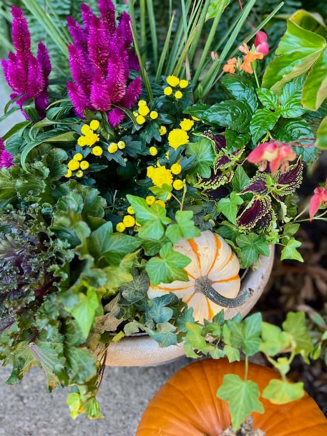 A decorative planter filled with vibrant plants, including purple celosia, yellow flowers, green foliage, and a small white pumpkin. A larger orange pumpkin sits nearby on the ground.