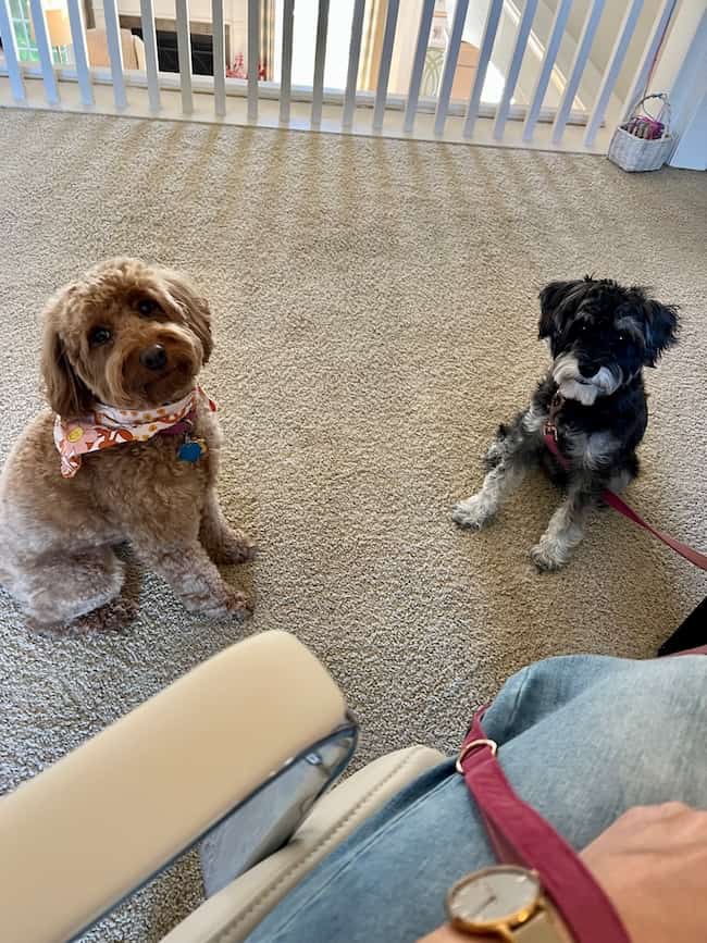 Two small dogs sit on a beige carpet in a cozy home. One is brown and fluffy, wearing a bandana, while the other is black and gray with a leash. A person’s arm and knee add little touches of life to the scene.